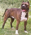 Sierras Famous Amos Cdn.Ch., USA.Ch.